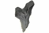 Bargain, Snaggletooth Shark (Hemipristis) Tooth - South Carolina #211680-1